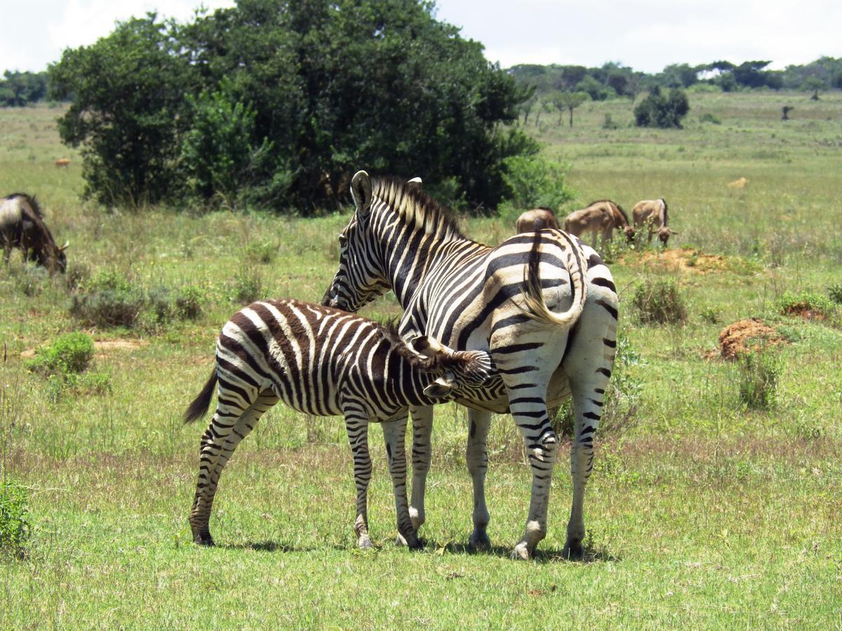 Legend Simba Safari - Legend Golf Safari Resort Golders Green Экстерьер фото