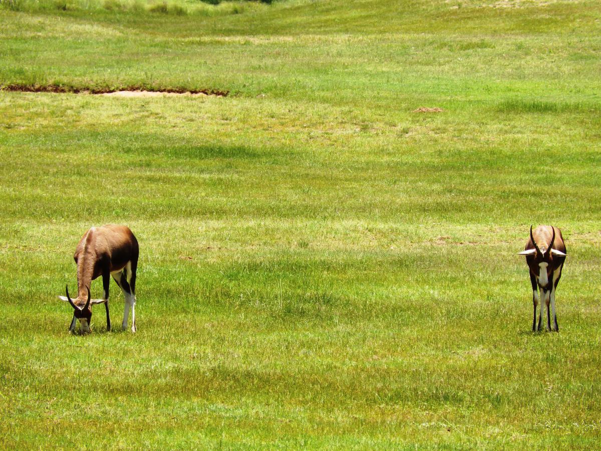 Legend Simba Safari - Legend Golf Safari Resort Golders Green Экстерьер фото