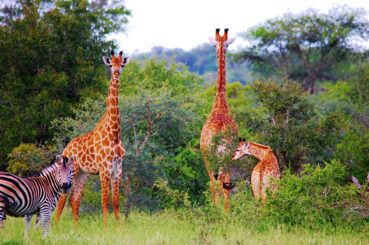 Legend Simba Safari - Legend Golf Safari Resort Golders Green Экстерьер фото