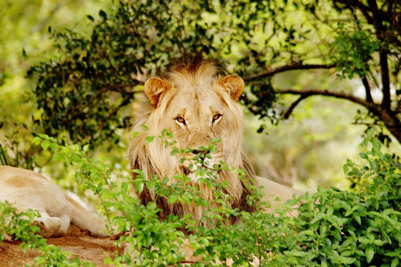 Legend Simba Safari - Legend Golf Safari Resort Golders Green Экстерьер фото
